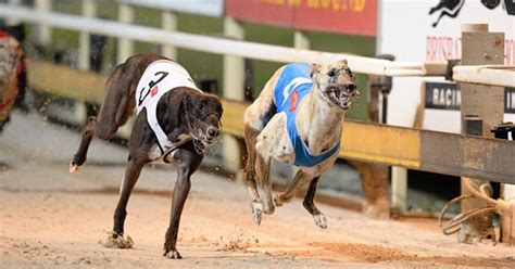 albion park greyhound results